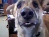 Funny Video Hilarious reaction of Dog being teased of food?syndication=228326