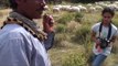 رعي الغنم بالباحة   Grazing sheep in Baha