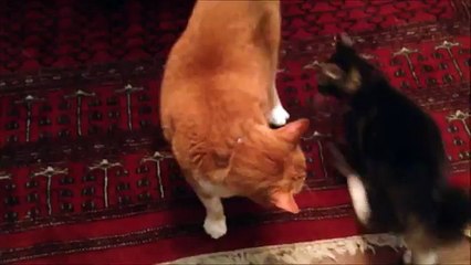 Funny Video Little Kitten Playing iPad MUST SEE TOPTEN10@FUNNY?syndication=228326