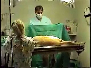 WARNING-ACTUAL C-SECTION SURGERY-BULLMASTIFF BABIES PT. 3