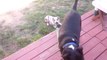 Gypsy the Puppy Tries to Walk Canine Companion