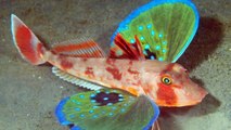 Los 10 peces mas extraños del mundo / 10 weirdest fish in the world