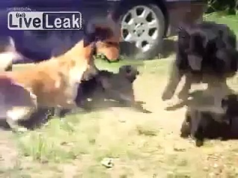 Funny Video- Police dogs breaks up cat fight?syndication=228326