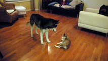 Mishka vs. Laika - Husky Puppy Battle