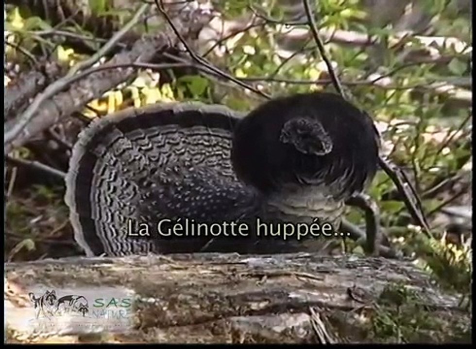 Des oiseaux pas comme les autres, documentaire avec Gisèle Benoit, peintre animalier et naturaliste