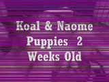 Koal and Naome Alaskan Malamute Puppies - 2 weeks old