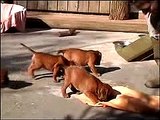 Chiots Boxer  5 semaines
