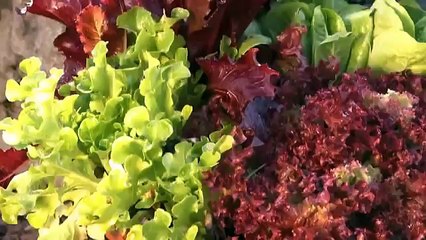 How To Plant & Grow Lettuce