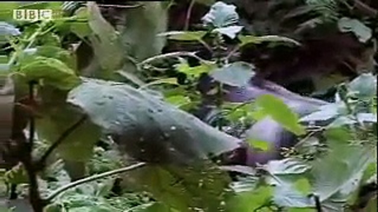 Two silverback gorillas fight in the jungle - BBC wildlife
