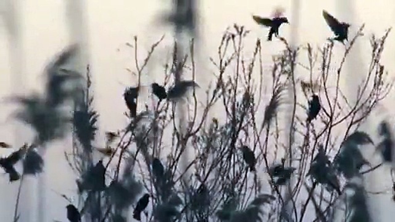 Beautiful Starling Murmuration