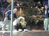 Un lion attaque son dresseur !