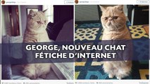 George, nouveau chat fétiche d'Internet, toujours sur ses deux pattes