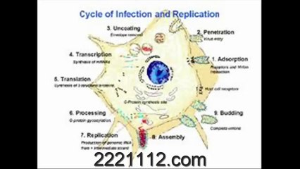 RABIES VIRUS  -  اردو