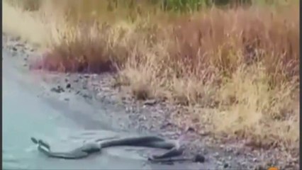 King Cobra vs Black Mamba Real Fight