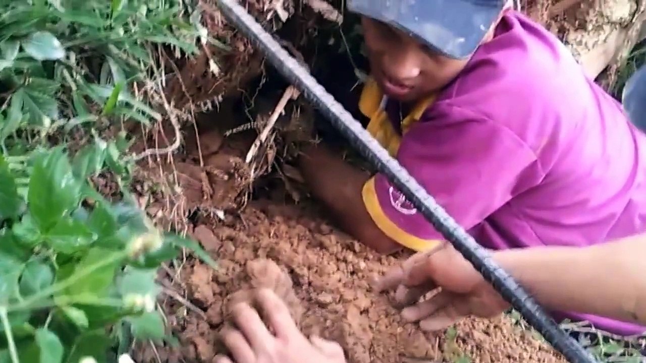 Giant Cobra - Vietnamese King Cobra - Bắt rắn Hổ Mang Trâu ở Việt Nam
