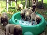 Funny Mastiff Puppies - 7 weeks old