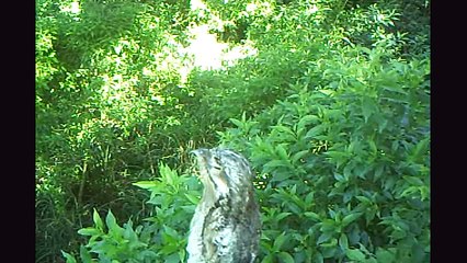 The world's most brazenly hidden bird -- the common potoo