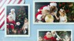 After Effects Project Files - Christmas Slideshow - VideoHive 9409134