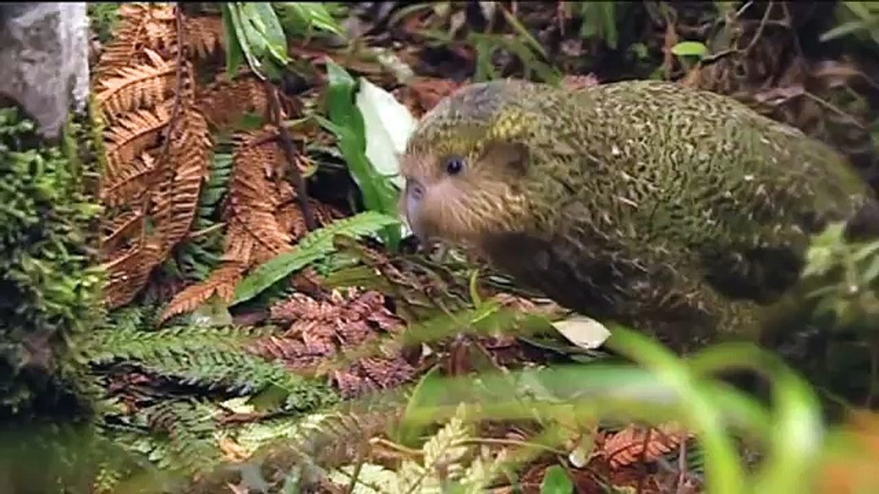 Kakapo Release
