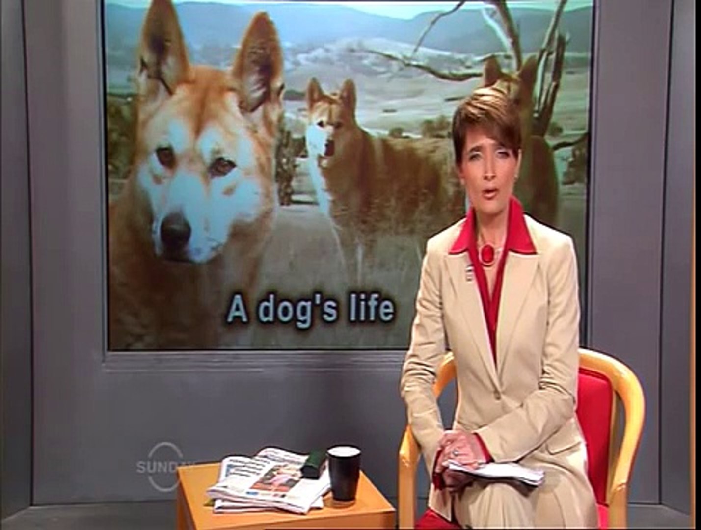 ⁣The endangered Australian dingo (wild dog)