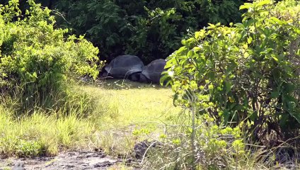 Il interrompt l'accouplement de tortue et se fait attaquer