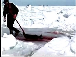 Canada's Baby Seal Slaughter