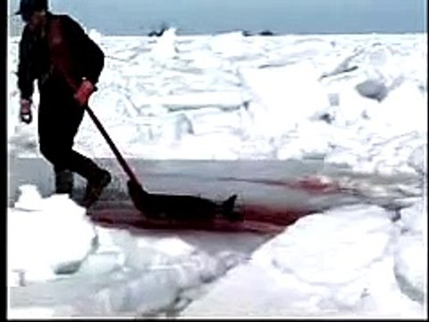 Canada's Baby Seal Slaughter