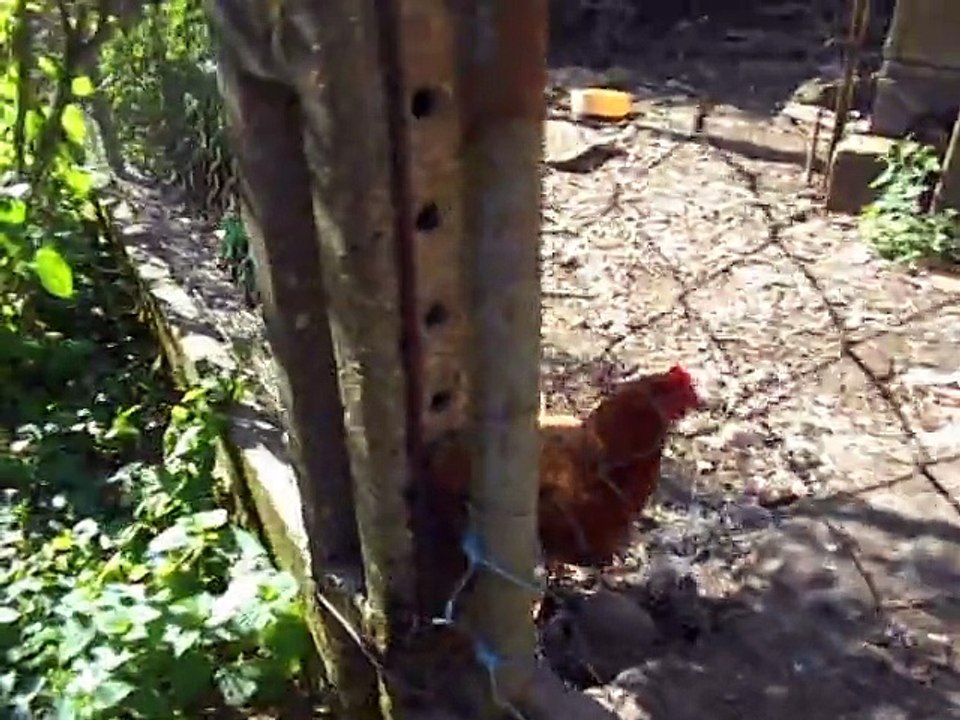 presentation de mes animaux