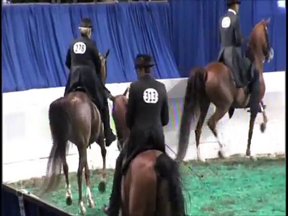 Arabian Horse Celebration Championship Show 2012, Mercy Mercy Me, Apollopalooza half Arabian Horse