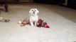 Funny Maltese Dog Getting Crazy when Playing Fetch