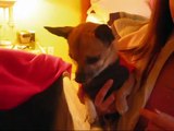 Really Cute Video Of Our ( CHIHUAHUA ) Giving Birth To 3 Baby Puppies.