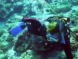 Scuba Diving With Sharks in Tahiti