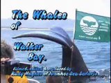 Whale Watching in Hermanus, South Africa