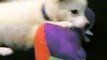 japanese spitz puppy playing