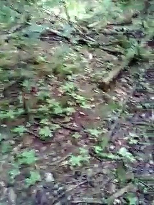 Brotkrustenwald