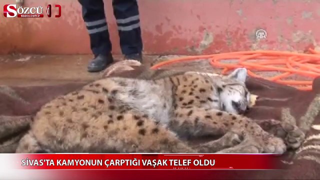 Sivas'ta kamyonun çarptığı vaşak telef oldu