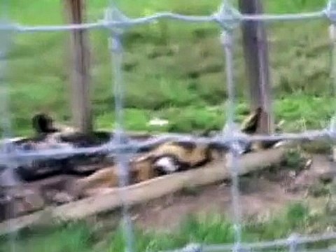 Strange Dogs prt. Lion prt. Fox, Coyote, Dhole, Guard, Kangal, St. Bernard Wild Dog Dog Chase