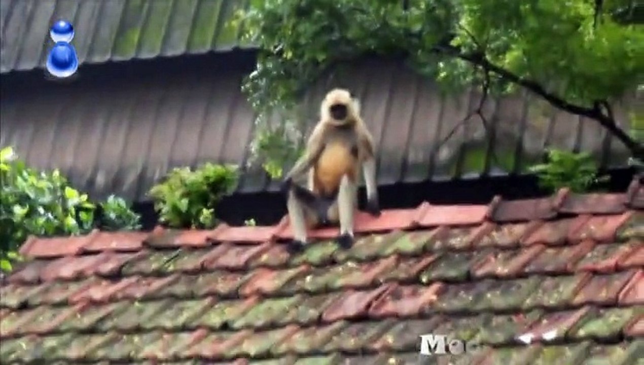 Big Monkey Adventure