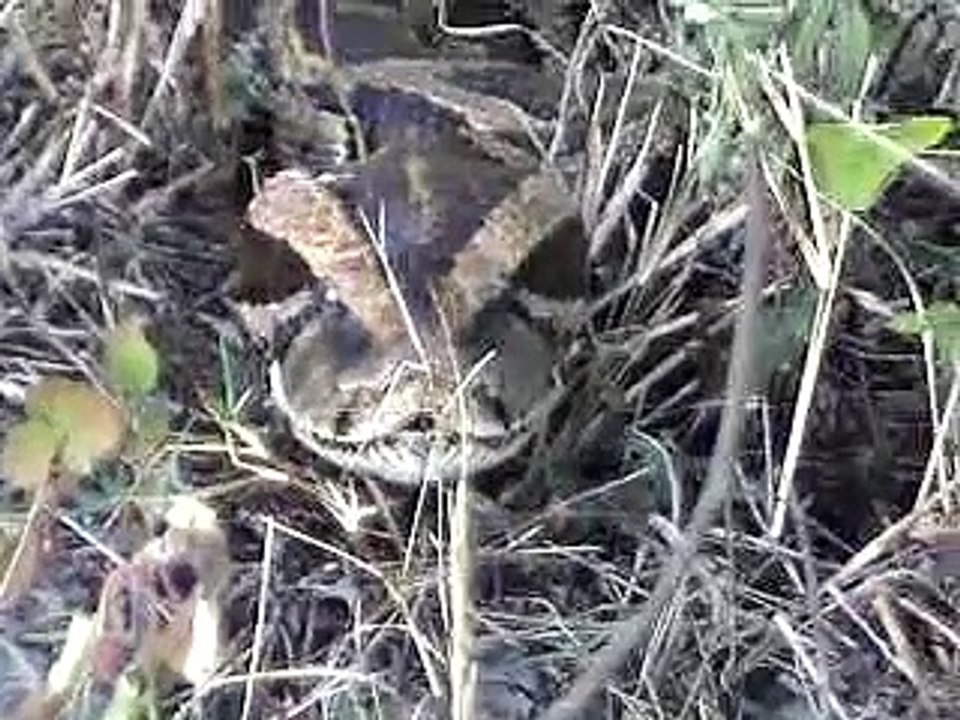 PYTHON EATING LANGUR MONKEY