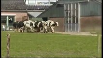 La réaction de ses vaches qui ont revu des pâturages pour la première fois depuis des mois