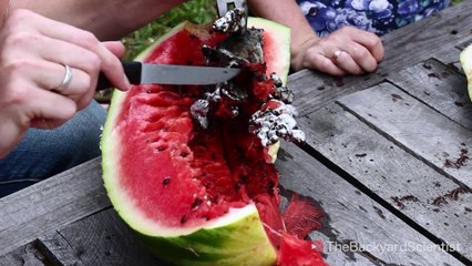 Pouring Molten Aluminum In a Watermelon. Awesome art piece hidden in it!