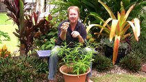 Vegetable Gardening: Growing Edible Ginger - How to grow ginger