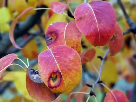 İbrahim sadri ıhlamurlar çiçek açtığı zaman