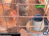 Dunya News - Multan: Man raises several types of hens at home