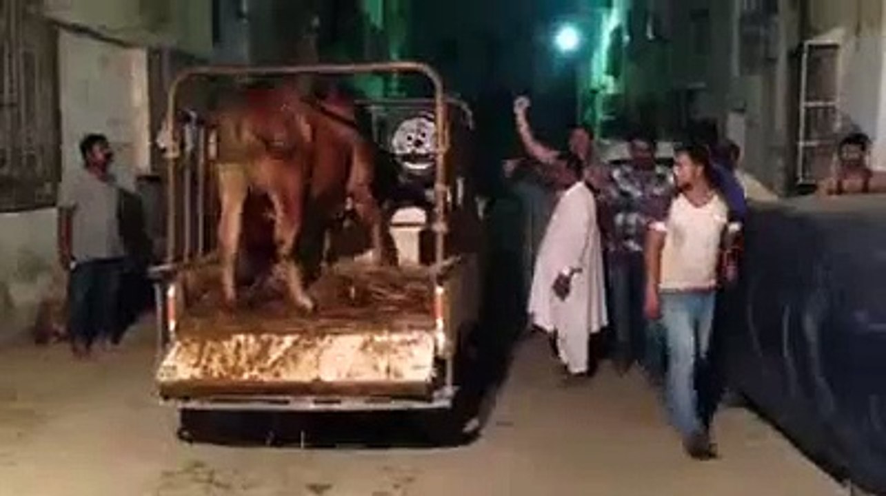 cow going crazy lolz