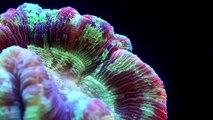 Large Polyp Stony (LPS) vs Small Polyp Stony (SPS) Corals