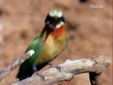 Documental La Ultima Cena de los Cocodrilos Español