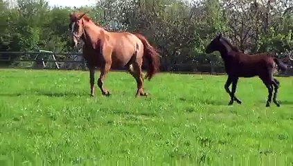 Fangio Paulois (Timoko)
