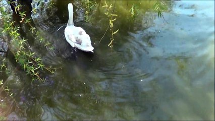 Imagini din curtea manastirii Hadambu