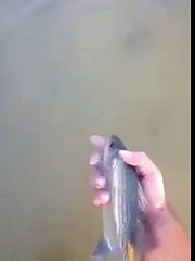 Un poisson qui aime les calins